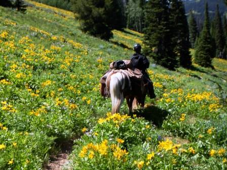 The wild flowers were in bloom for much of our ride on the Lander Cut-off.